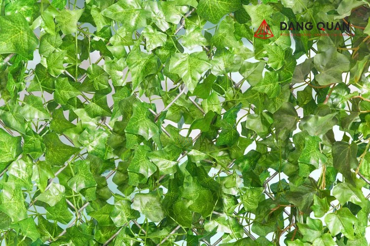 Cây leo che hàng rào lưới B40
